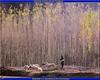 [PO scan - Postcard of Turkey] Sheep