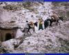 [PO scan - Postcard of Turkey] Donkeys