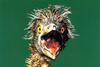 [FlowerChild scans - Wildlife-Birds] Black-Crowned Night Heron chick