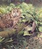 [FlowerChild scans - Wildlife-Birds] Painted by Diane Rykowski, Forest Hunter (Owl)