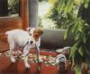 [FlowerChild scans] Painted by Linda Daniels, The Personal Trainer (Puppy)