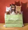 [FlowerChild scans] Painted by Braldt Bralds, Mixed Bag (Cats)