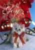 [FlowerChild scans] Christmas Card - Kitten