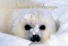 [FlowerChild scans] Christmas Card - Harp Seal pup