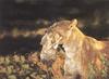 [FlowerChild scans] Painted by David Hadaway, Mother's Pride (Lions)