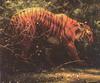 [FlowerChild scans] Painted by Jay Johnson, Tiger Walk