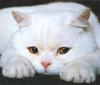 [FlowerChild scans] Cat