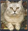 [FlowerChild scans] Cat