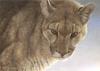 [FlowerChild scans] Painted by Robert Bateman, Starlight Cougar