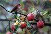 [FlowerChild scans] Painted by Terry Isaac, Appletime - Purple Finch