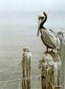 [FlowerChild scans] Painted by Robert Bateman, Brown Pelican and Pilings