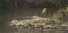 [FlowerChild scans] Painted by Robert Bateman, Heron on the Rocks
