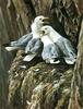 [FlowerChild scans] Painted by Robert Bateman, Kittiwake Greeting