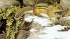 [FlowerChild scans] Painted by Robert Bateman, On the Alert - Chipmunk
