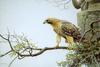 [FlowerChild scans] Painted by Robert Bateman, Red-tailed Hawk on Mount Nemo