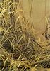 [FlowerChild scans] Painted by Robert Bateman, Snipe