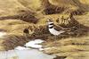 [FlowerChild scans] Painted by Robert Bateman, Spring Thaw - Killdeer