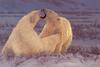 [FlowerChild scans] Painted by Greg Beecham, Polar Attraction (Polar Bears)