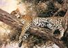 [FlowerChild scans] (Big Cats) Painted by Eric Forlee, Siesta