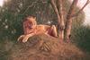 [FlowerChild scans] (Big Cats) Painted by Terry Frost, Lion Majesty