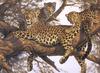 [FlowerChild scans] (Big Cats) Painted by Lee Kromschroeder, The Family Tree
