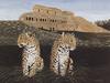 [FlowerChild scans] (Big Cats) Painted by Lawrence, Present Day Rulers