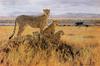 [FlowerChild scans] (Big Cats) Painted by Julia Rogers, A Vantage Point