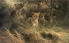 [FlowerChild scans] (Big Cats) Painted by Dick Van Heerde, Mother's Pride