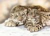 [FlowerChild scans] (Big Cats) Painted by Jacquie Vaux, Mother and Cub