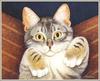 [FlowerChild scans] Lowell Herrero - 2002 Cat Calendar