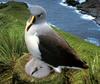 [NG Paraisos Olvidados] Albatross
