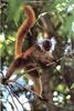 [NG Paraisos Olvidados] Monkey