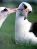 [NG Paraisos Olvidados] Albatross
