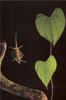 [NG Paraisos Olvidados] Flying Lizard