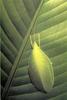 [NG Paraisos Olvidados] Mayfly?