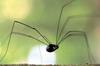 [NG Paraisos Olvidados] Daddy-longlegs