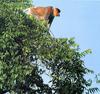 [NG Paraisos Olvidados] Proboscis Monkey (Long-nosed Monkey)