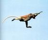 [NG Paraisos Olvidados] Proboscis Monkey (Long-nosed Monkey) leaping