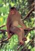 [NG Paraisos Olvidados] Monkey