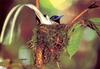 [NG Paraisos Olvidados] Flycatcher?