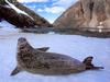 [NG Paraisos Olvidados] Southern Elephant Seal