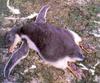 [NG Paraisos Olvidados] Dead Penguin