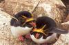 [NG Paraisos Olvidados] Macaroni Penguins