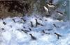 [NG Paraisos Olvidados] Penguins