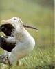 [NG Paraisos Olvidados] Albatross