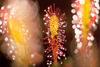 [NG Paraisos Olvidados] Bug-eating Plant
