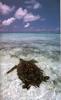 [NG Paraisos Olvidados] Turtle