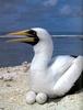 [NG Paraisos Olvidados] Masked Booby