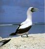 [NG Paraisos Olvidados] Masked Booby