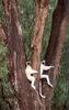 [NG Paraisos Olvidados] Sifaka Lemurs